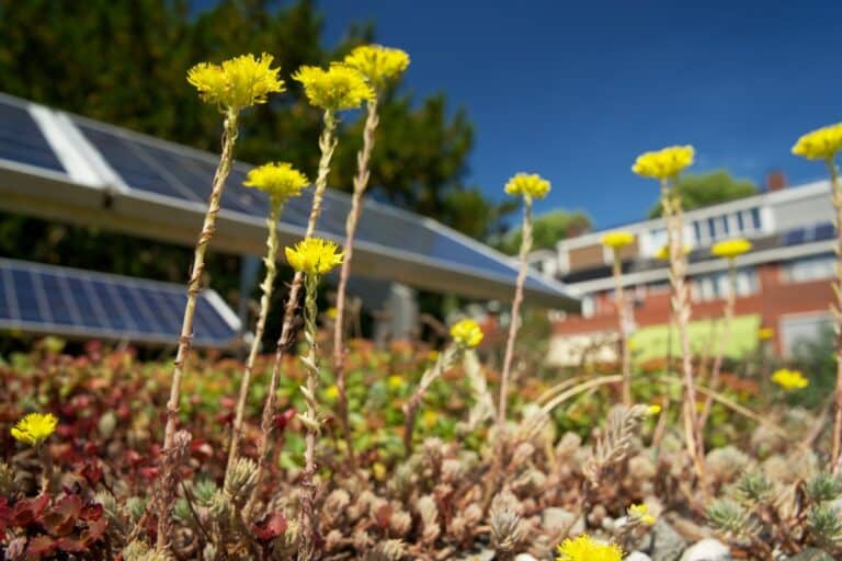 Photovoltaik und Klimawandel Ein Schritt in Richtung Nachhaltigkeit